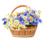 Цветы в корзинке с ромашками
